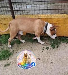Shapo Amstaff 5anni dal divano al canile.CASERTA Foto 4